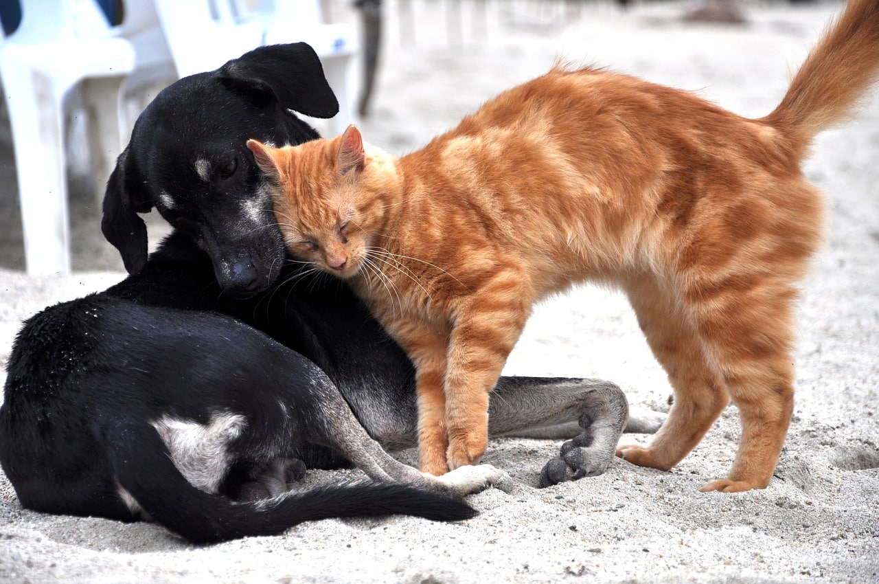 Boom-perros-gatos-sociedad