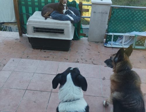 De un podenco a tu modo de vida