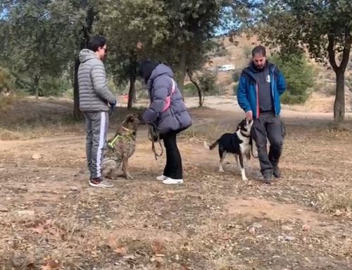 Básicos para trabajar con marcas de productos para animales
