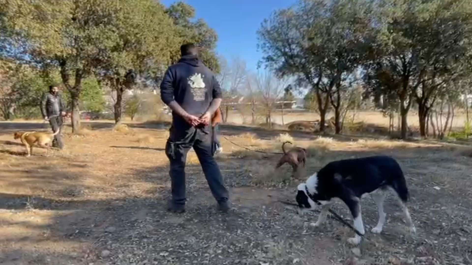 Qué hace tu perro - Oler las flores