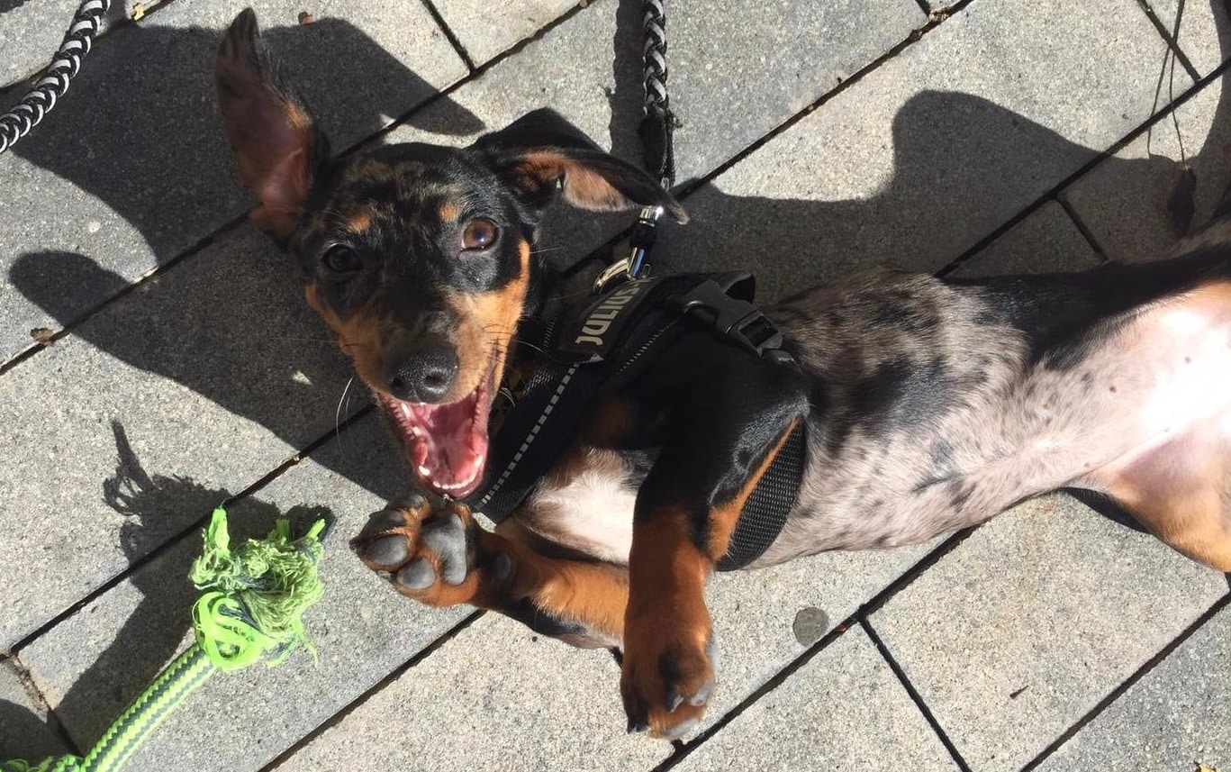 Prohibición de los teckel en Alemania (lectura educador canino)